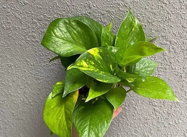 黃金葛